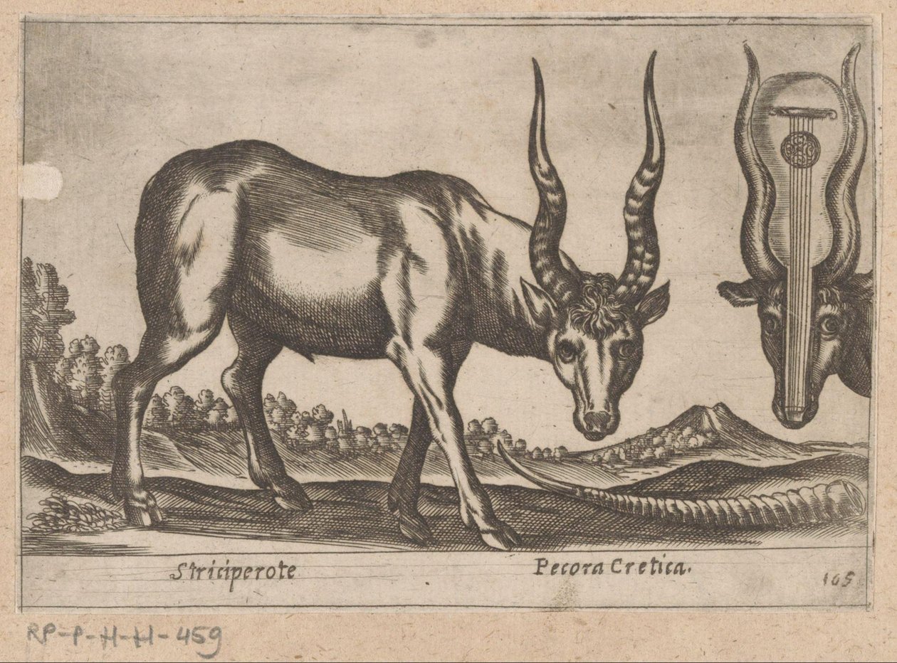 To antiloper Striciperote/kretensisk kvæg (titel på objektet) Dieren en fablewezens (serietitel) Nova raccolta de li animali piu curiosi del mondo (serietitel) af Antonio Tempesta
