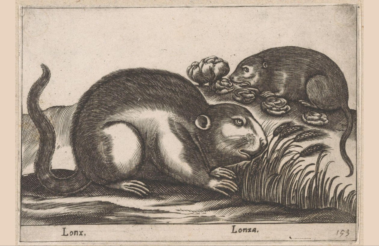 To bisamrotter Lonx/ Lonza (titel på objekt) Dyr og mytiske væsner (serietitel) Nova raccolta de li animali piu curiosi del mondo (serietitel) af Antonio Tempesta