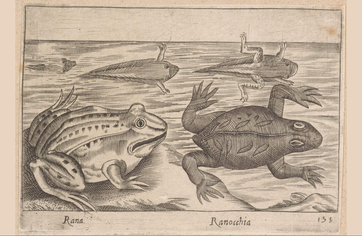 Fem stadier af en frø Rana/ Ranocchia (titel på objekt) Dyr og mytiske væsner (serietitel) Nova raccolta de li animali piu curiosi del mondo (serietitel) af Antonio Tempesta