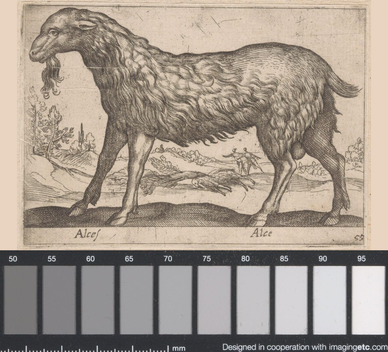 hun-elg Alces/ Alce (titel på objekt) Dyr og mytiske væsner (serietitel) Nova raccolta de li animali piu curiosi del mondo (serietitel) af Antonio Tempesta
