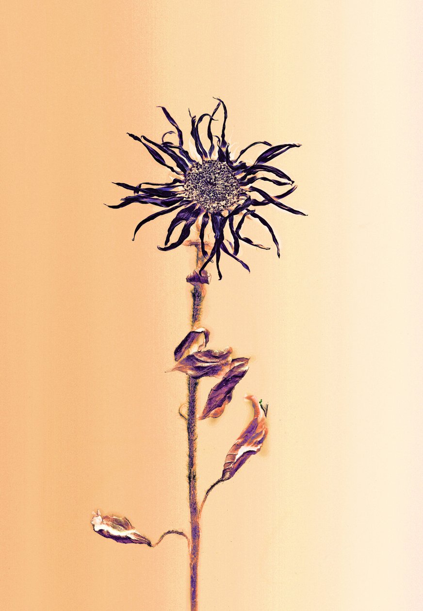  af Antonius Antonius