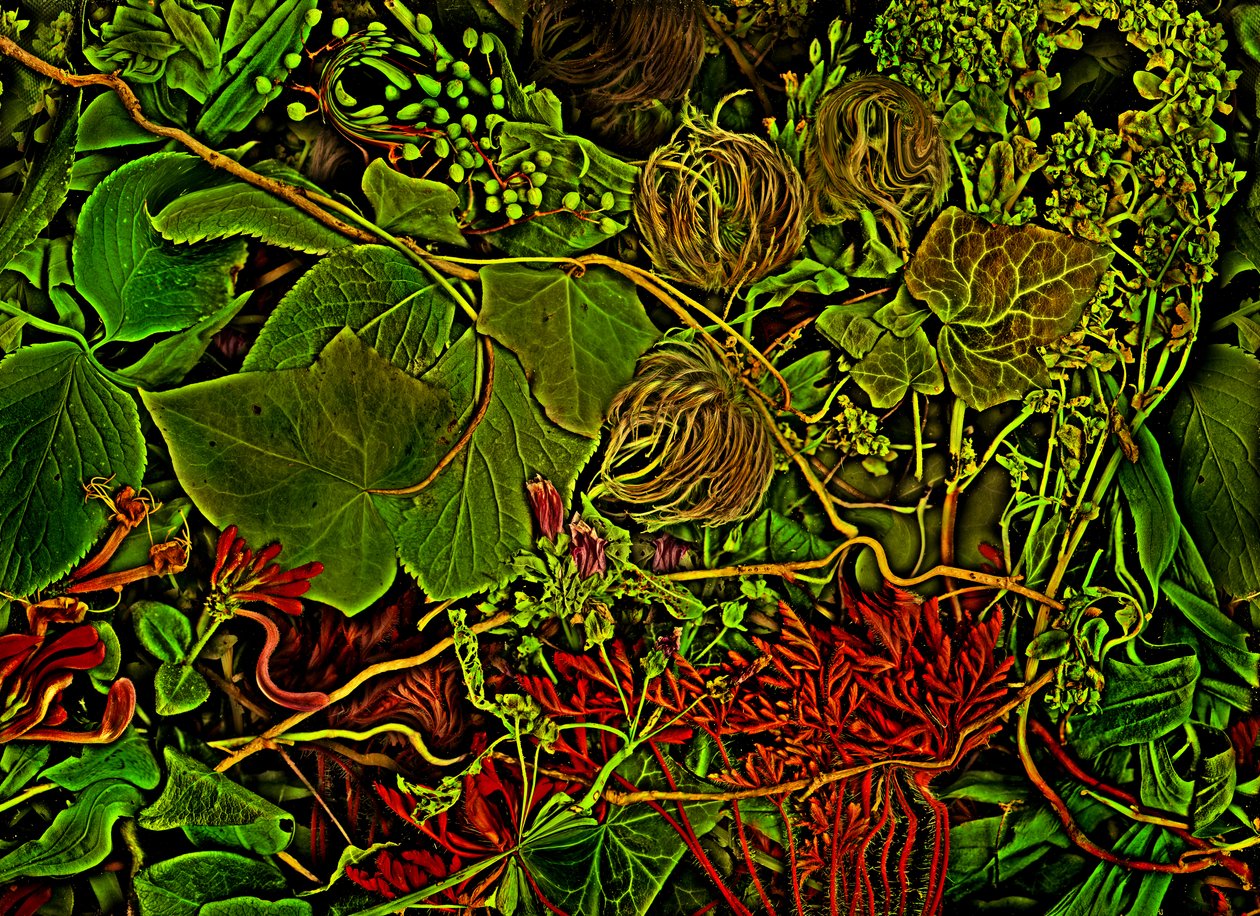  af Antonius Antonius