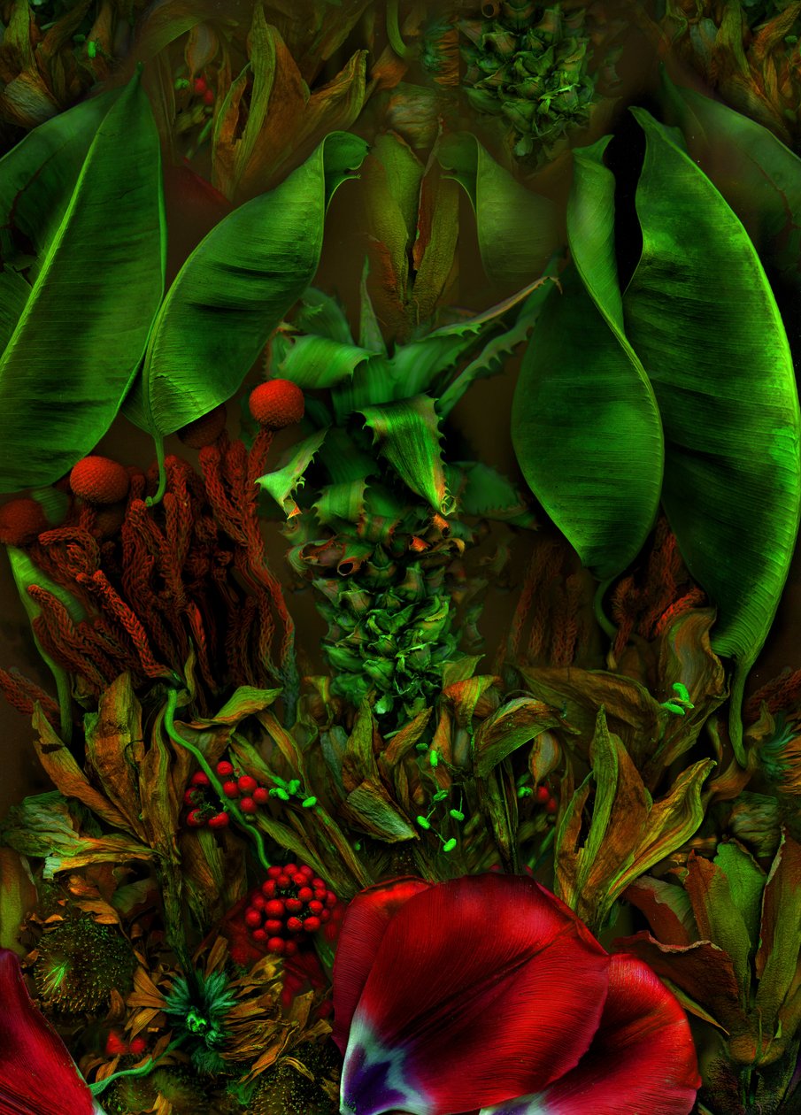  af Antonius Antonius