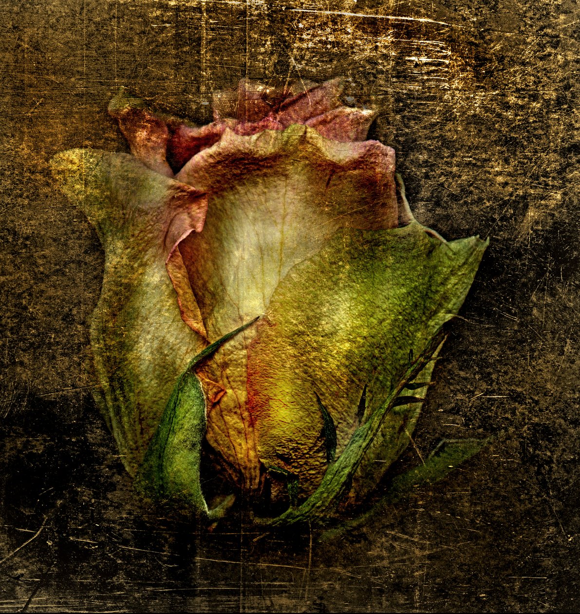  af Antonius Antonius