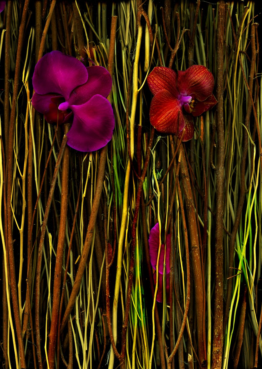  af Antonius Antonius