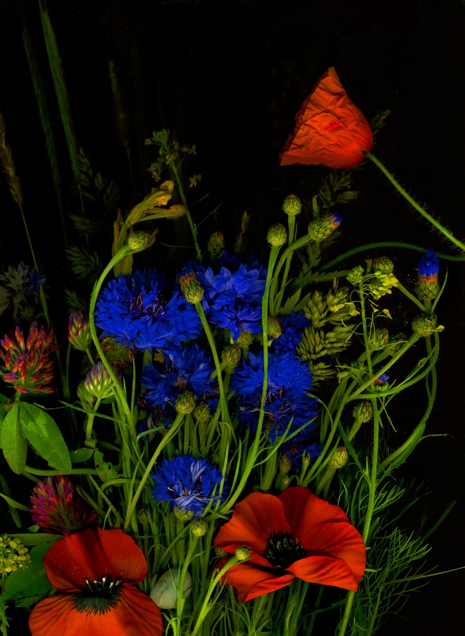  af Antonius Antonius