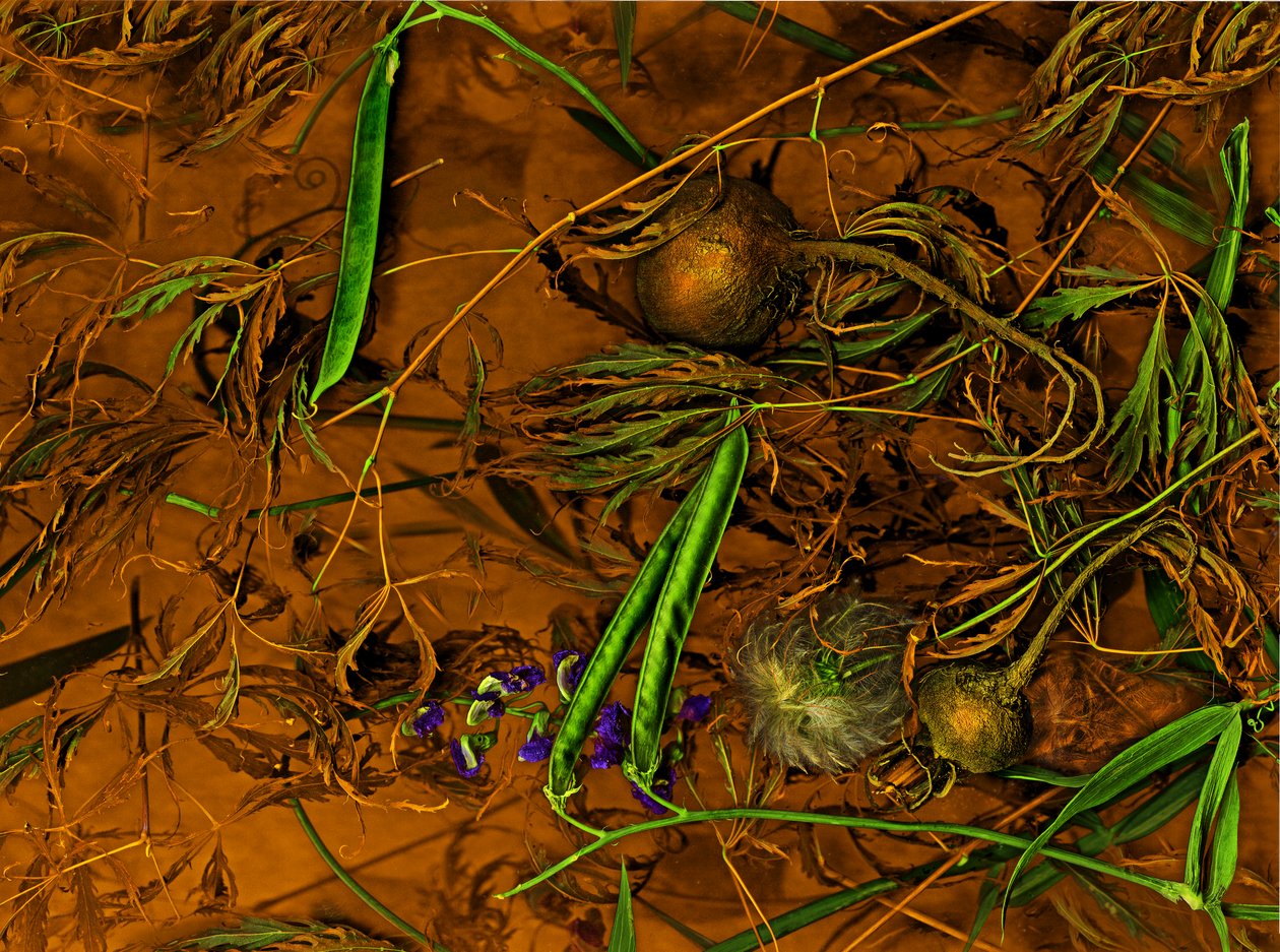  af Antonius Antonius