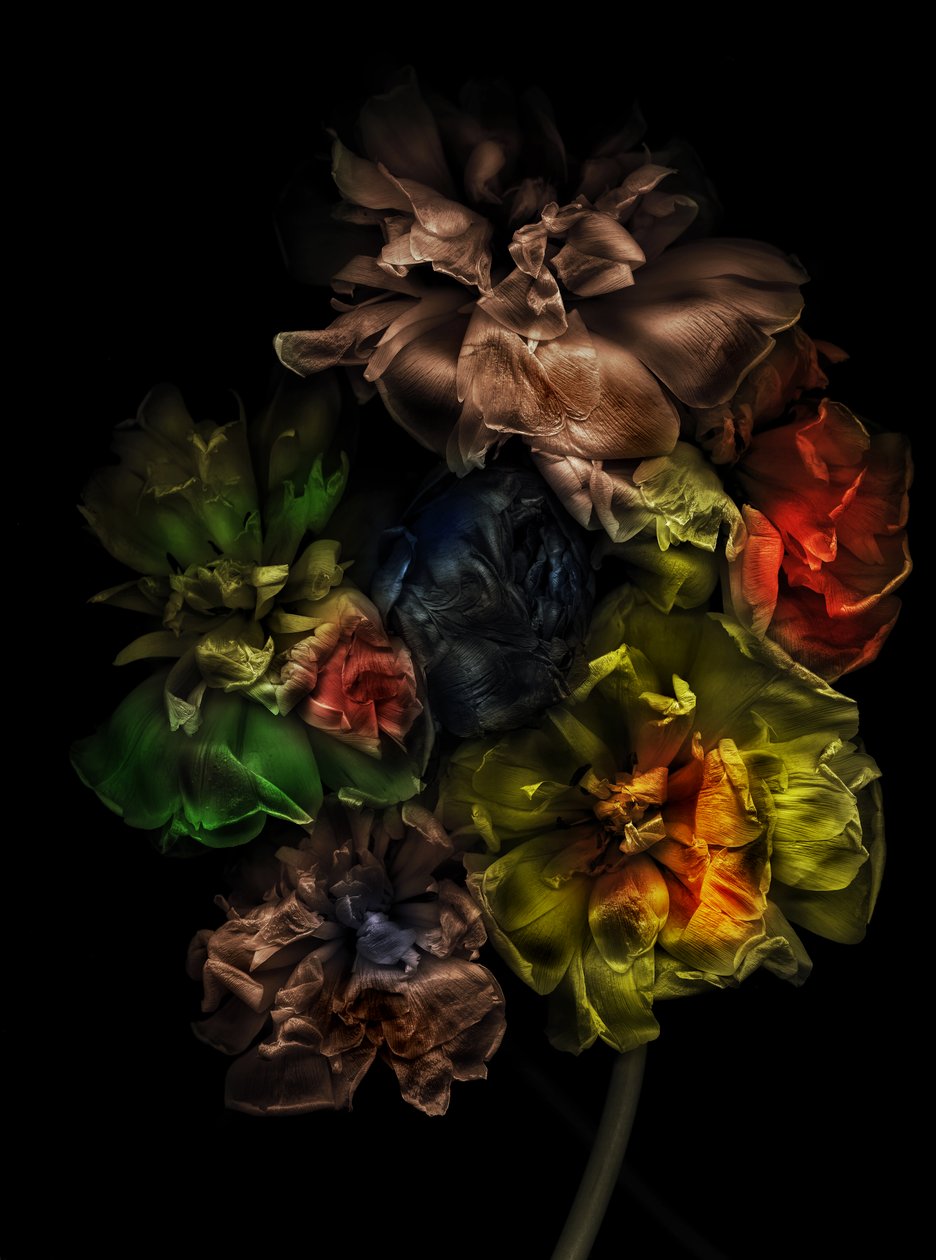  af Antonius Antonius