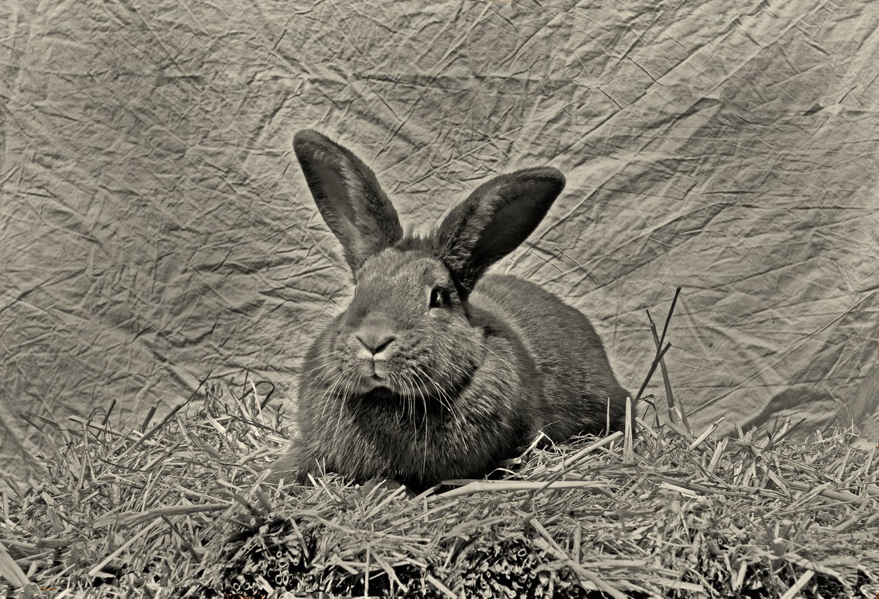  af Antonius Antonius