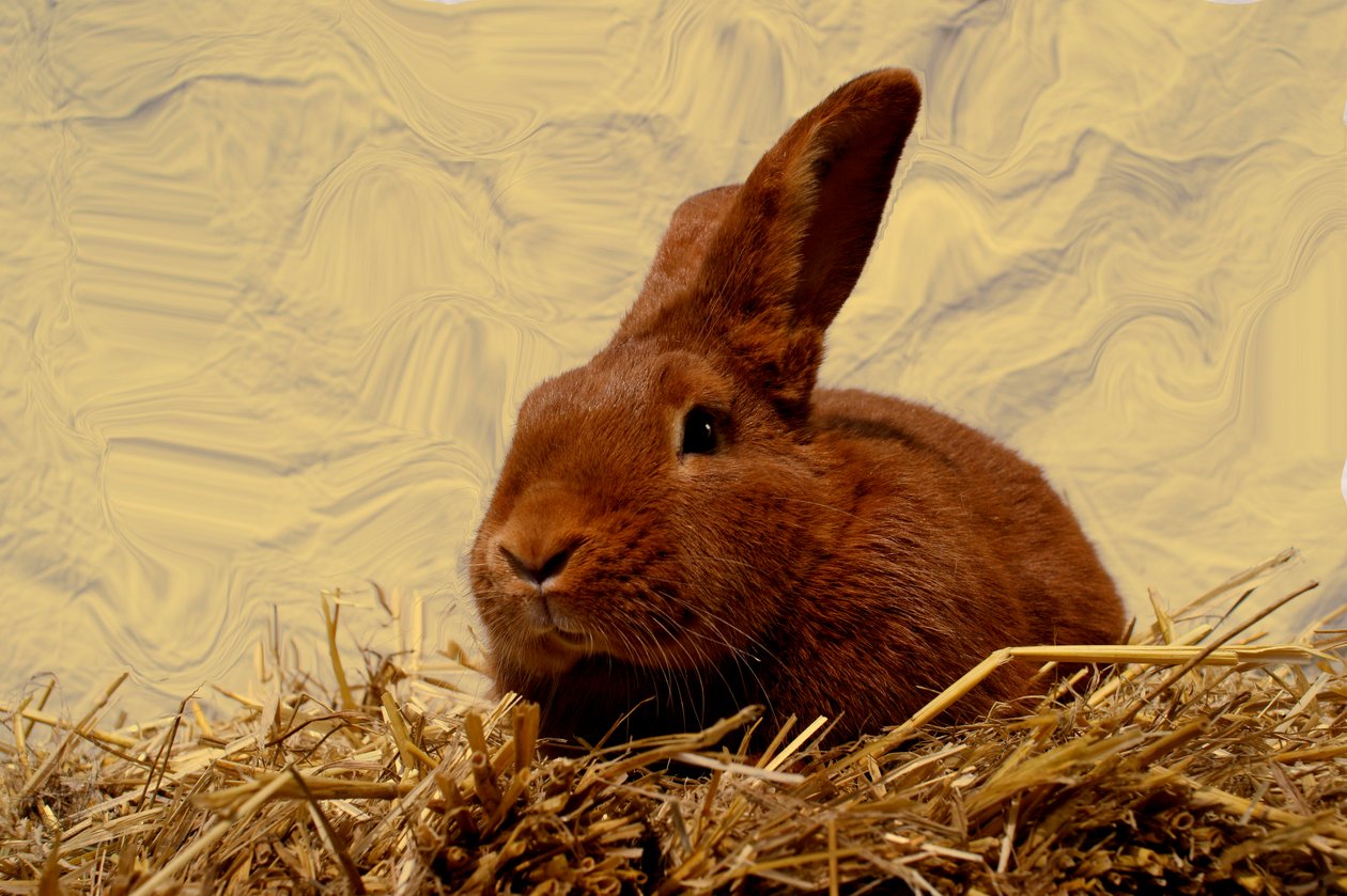  af Antonius Antonius