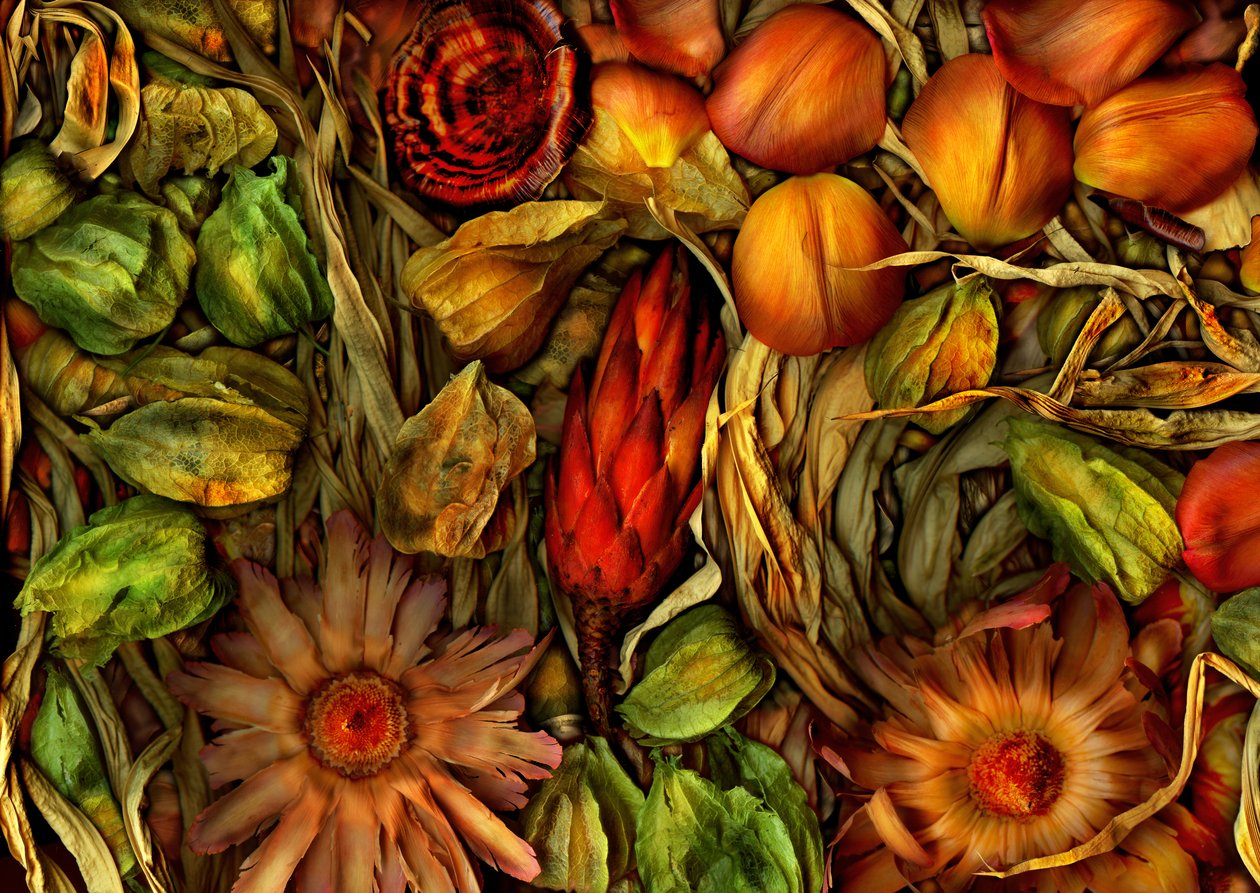  af Antonius Antonius