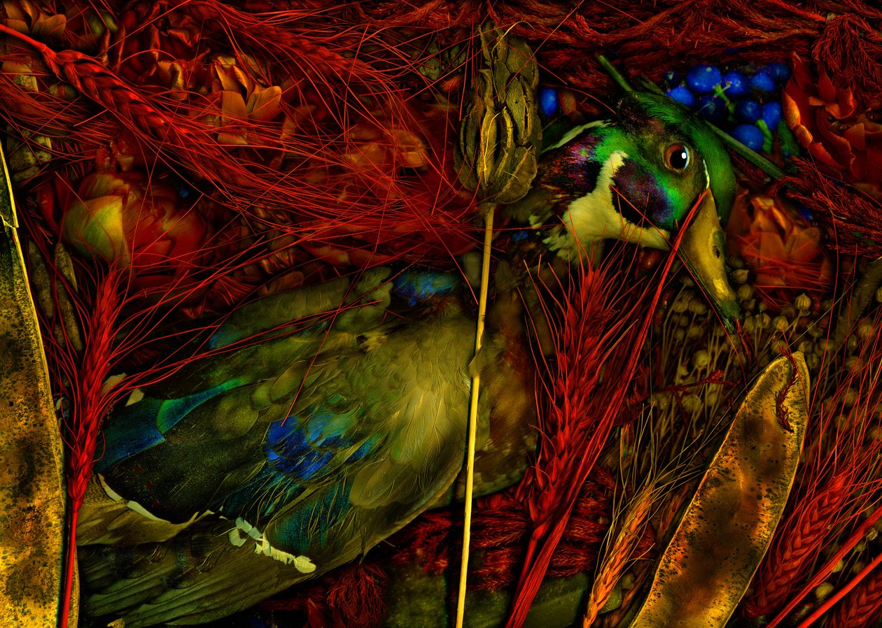  af Antonius Antonius