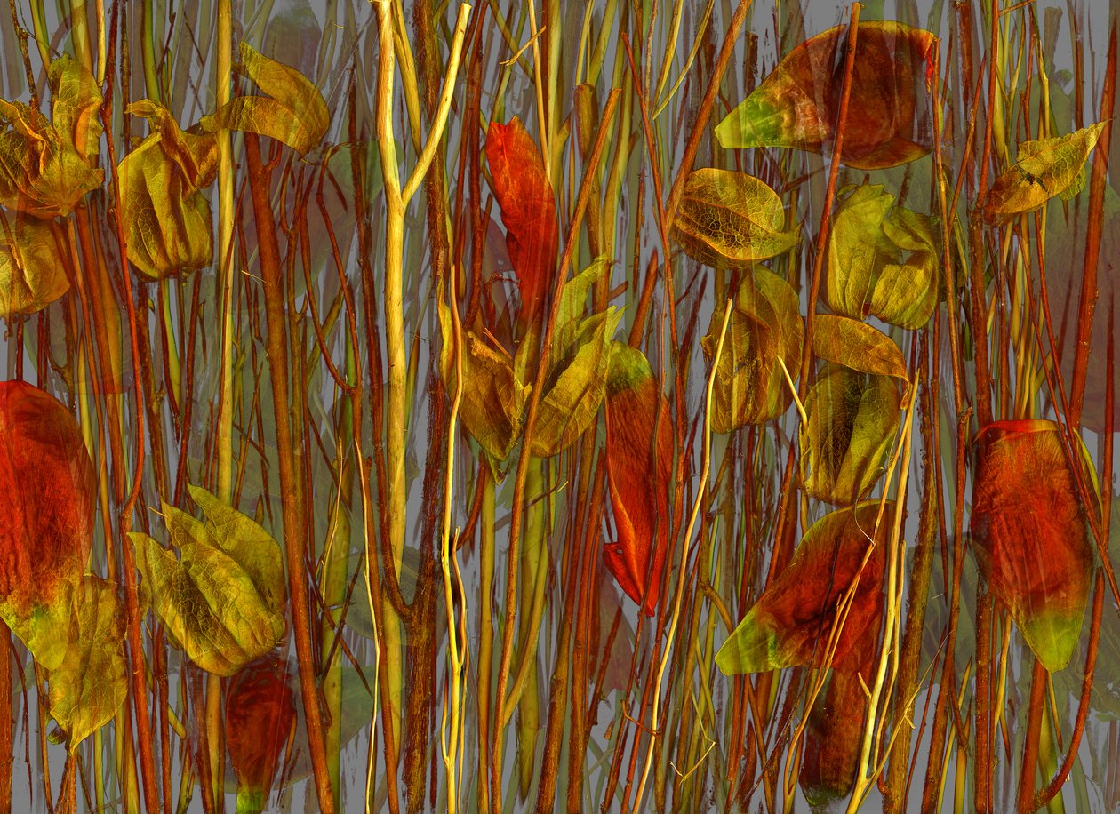  af Antonius Antonius