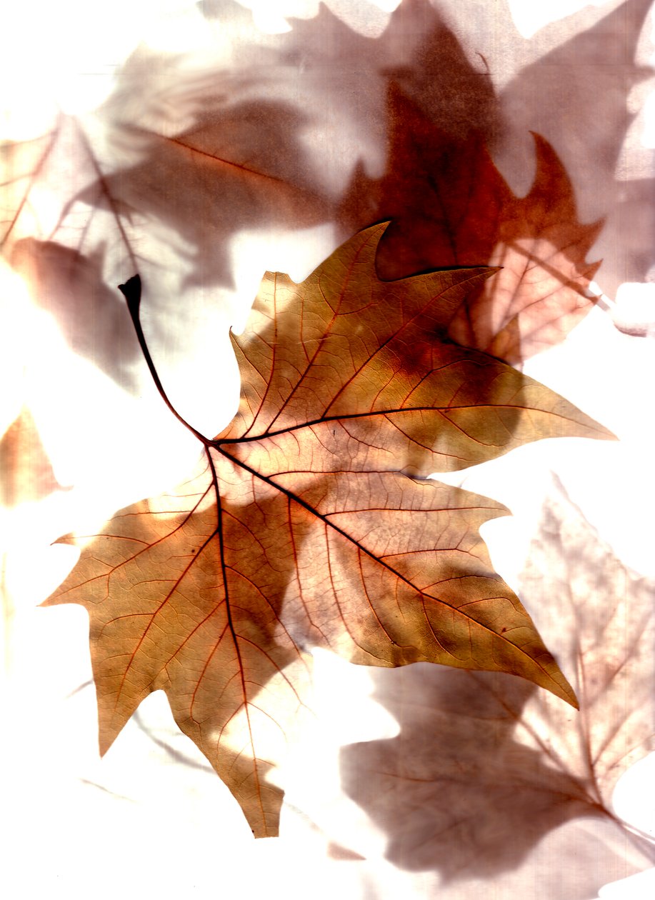  af Antonius Antonius