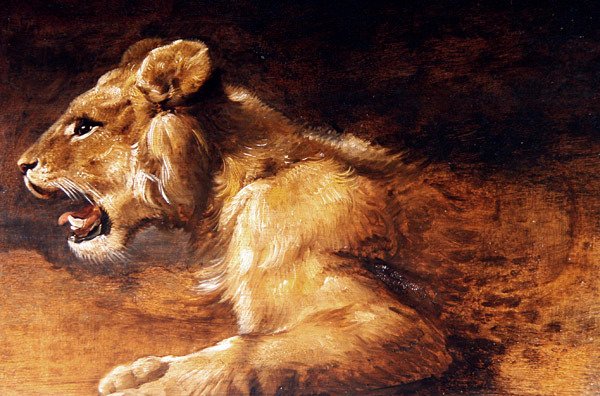 Studie af en ung løve, ca. 1640 (olie på panel) af Antwerp School