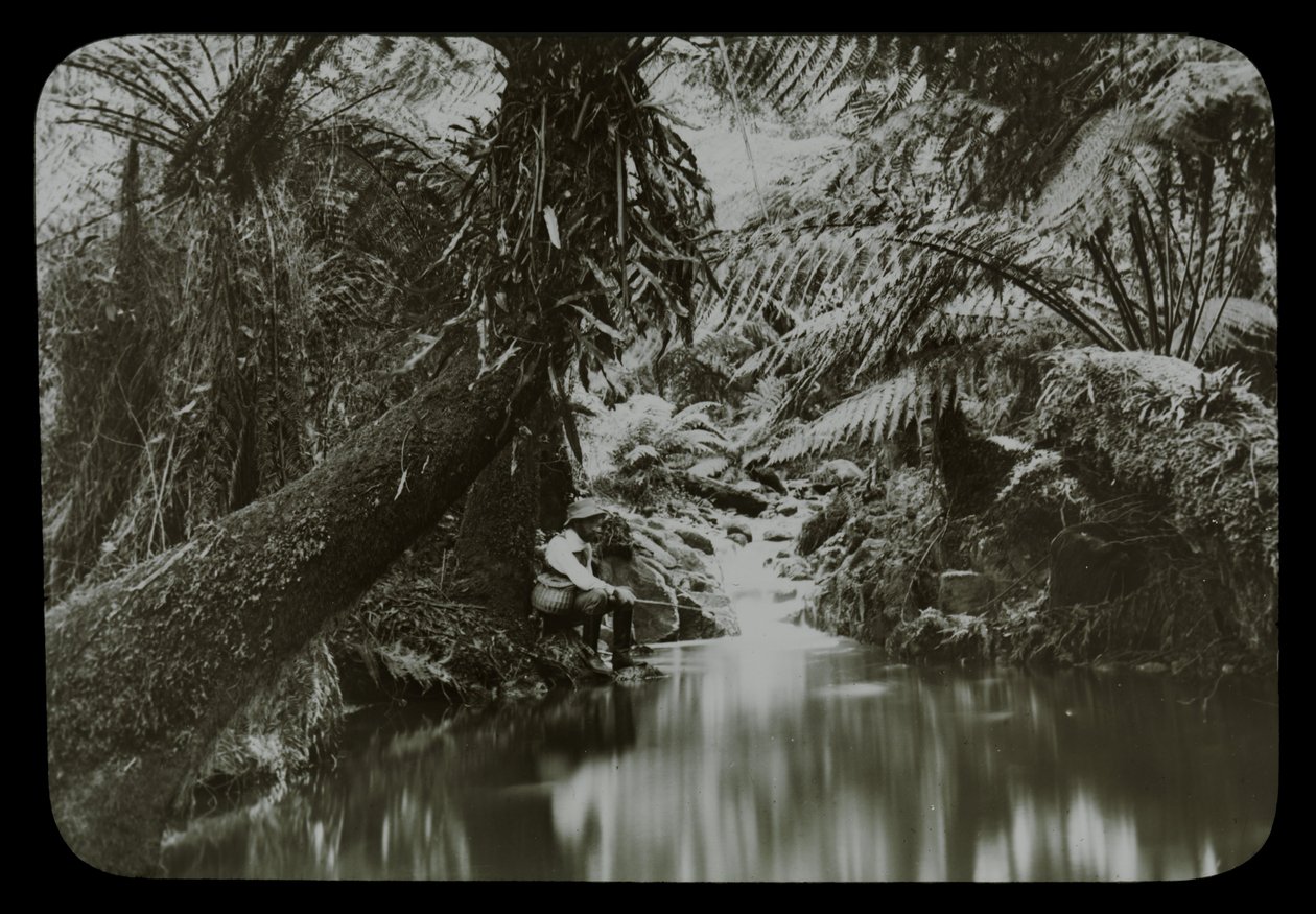 Fiskebassin, Sassafras Gully af Archibald James Campbell