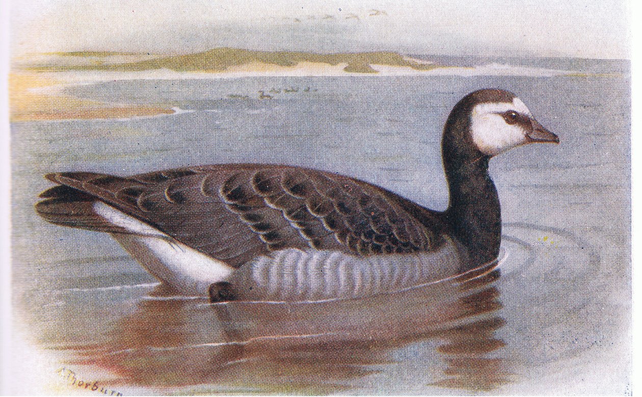 Nakkegås af Archibald Thorburn