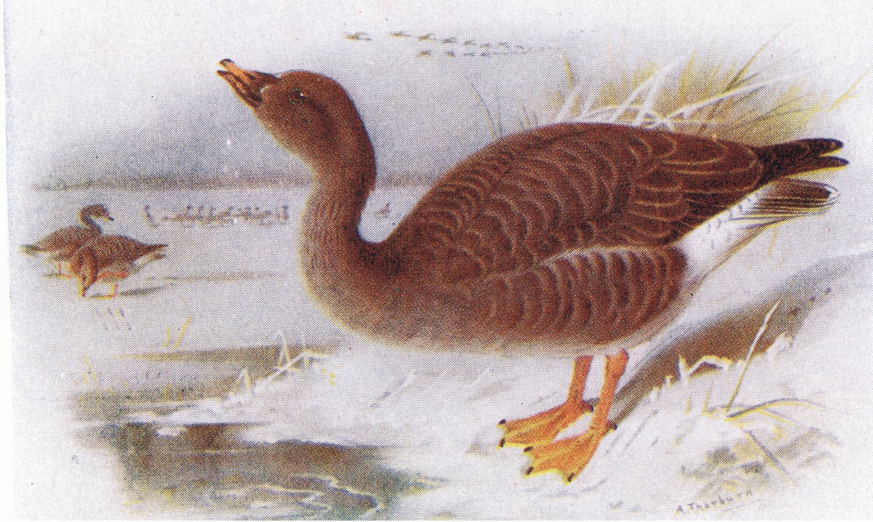 Bønnegås af Archibald Thorburn