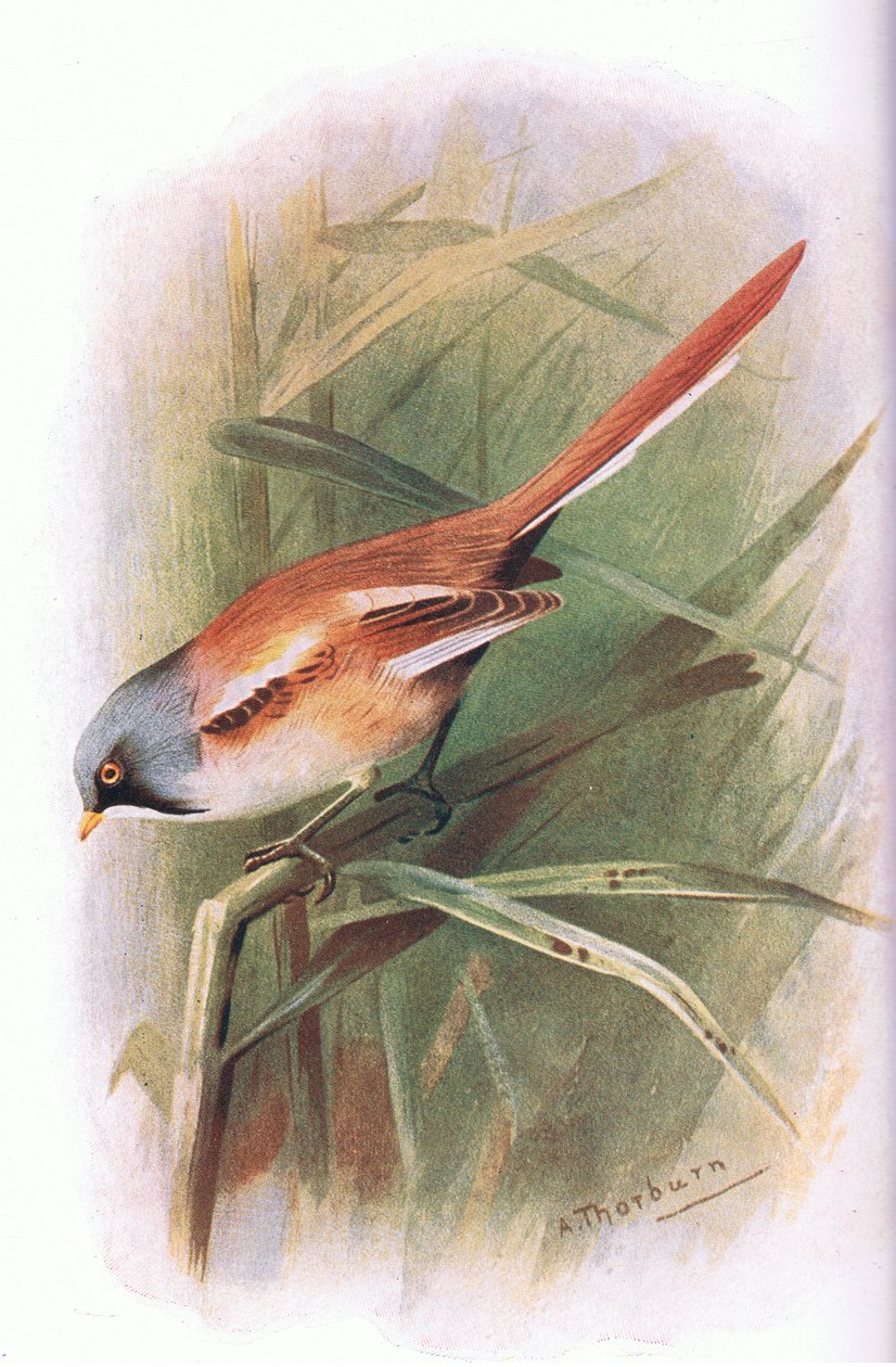 Bearded Mejs, fra British Birds udgivet af Longmans, 1932 af Archibald Thorburn