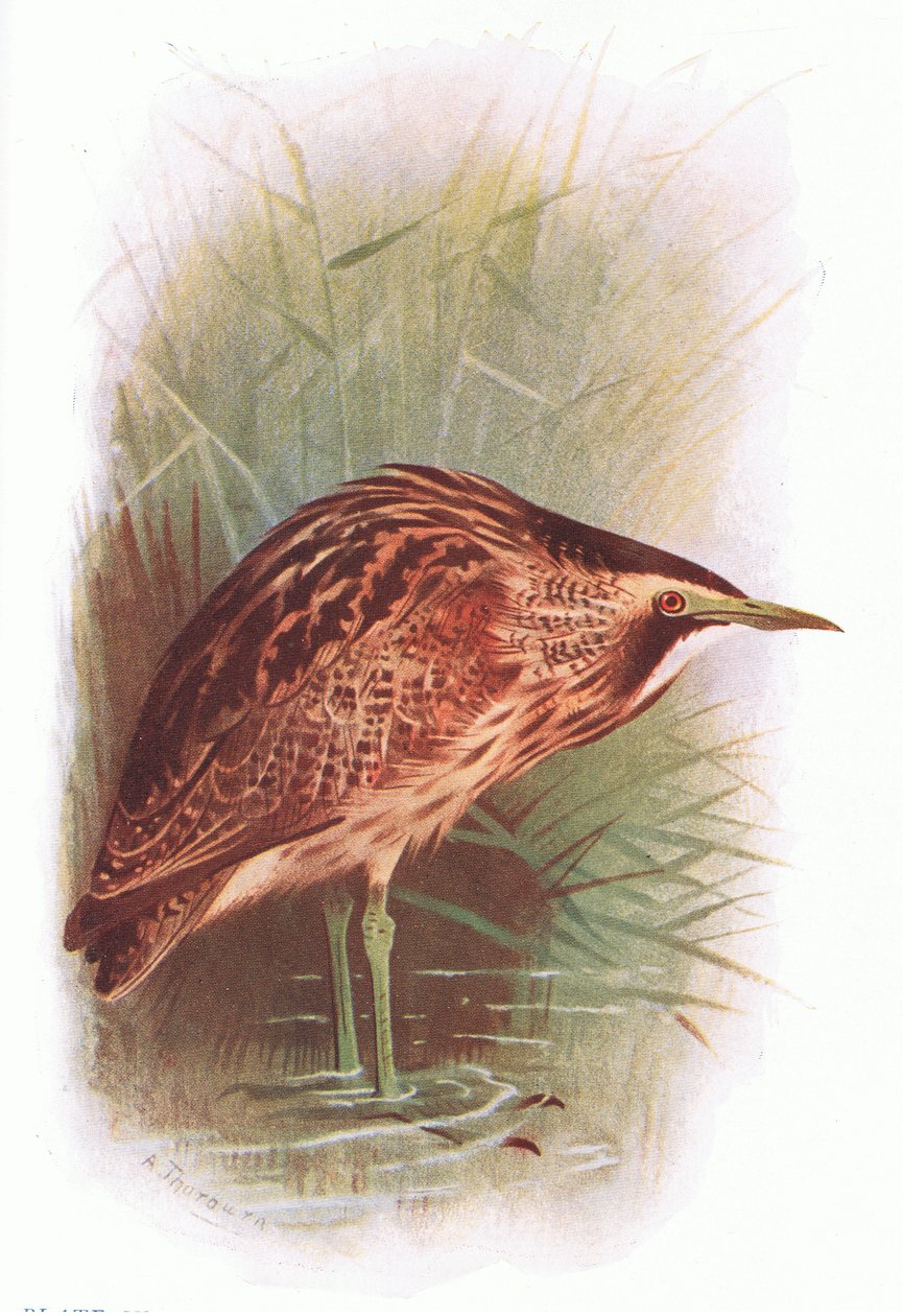 Bittern, fra British Birds udgivet af Longmans, 1932 af Archibald Thorburn