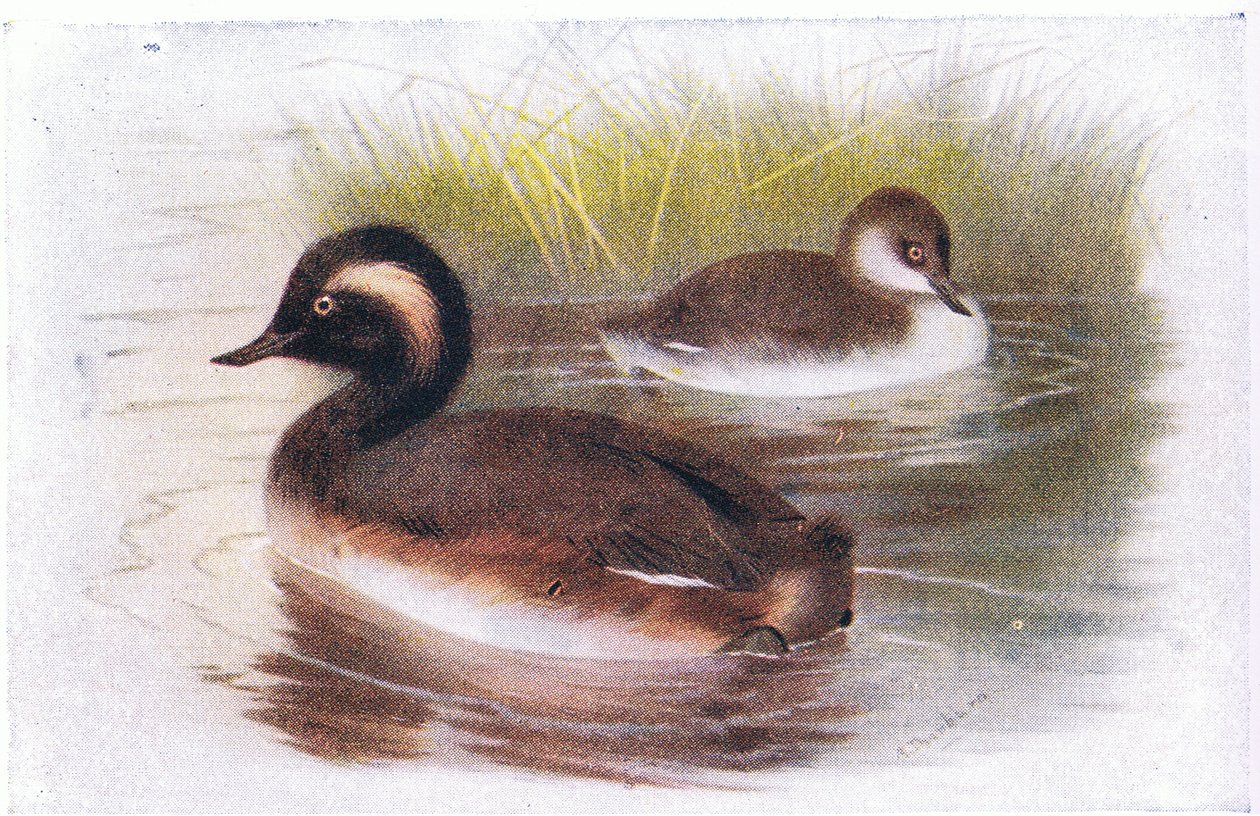 Sorthalset lappedykker af Archibald Thorburn