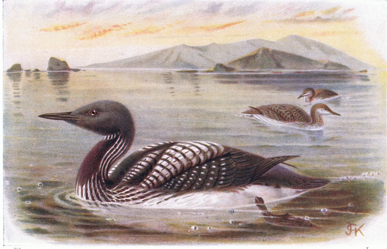 Sorthalsdykker af Archibald Thorburn