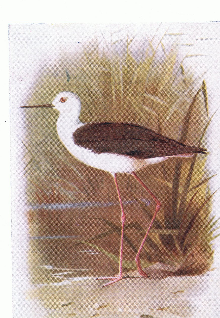 Black Winged Stilt, fra Birds of the British Isles and Their Eggs udgivet af Frederick Warne & Co Ltd, 1958 af Archibald Thorburn