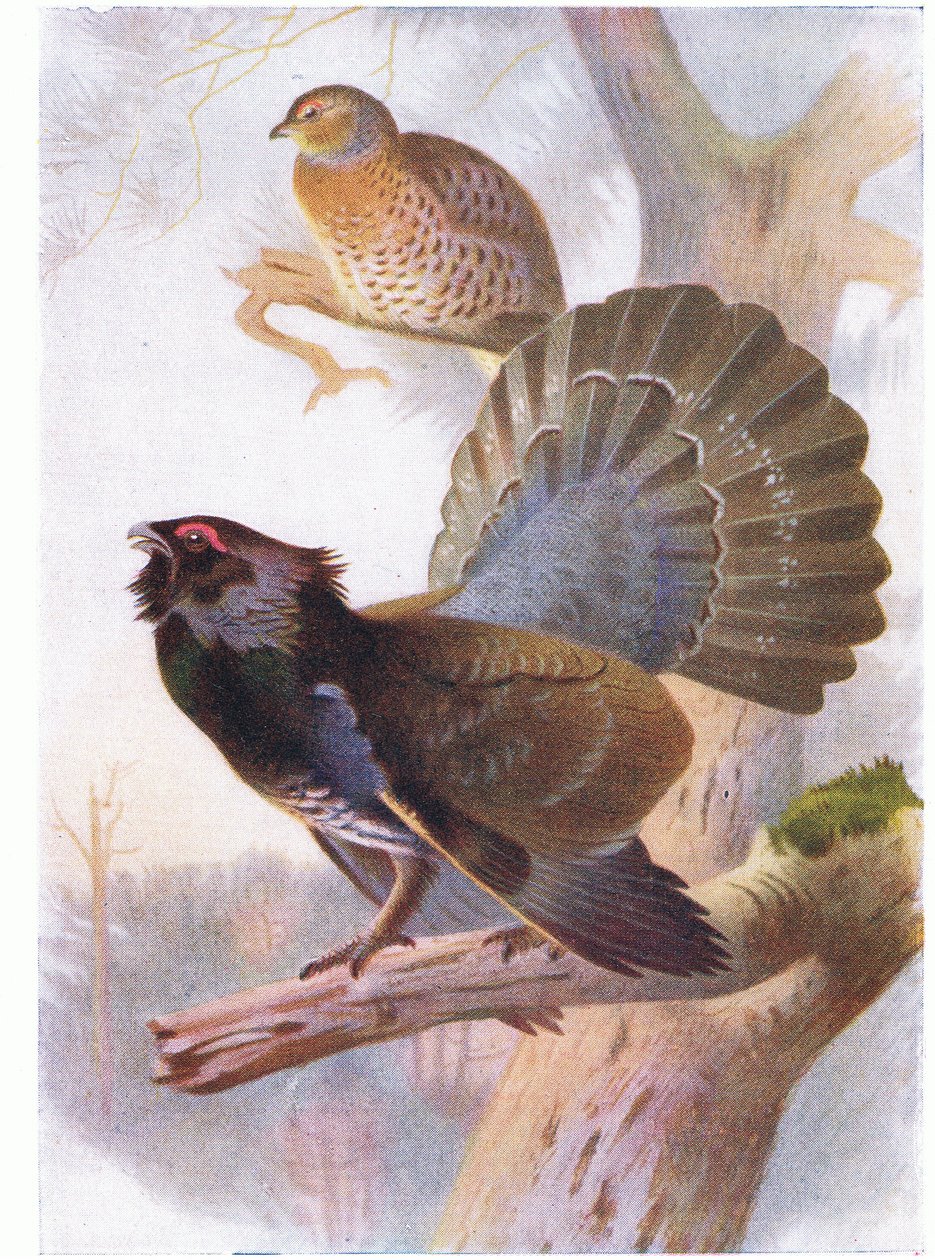 Tjur af Archibald Thorburn
