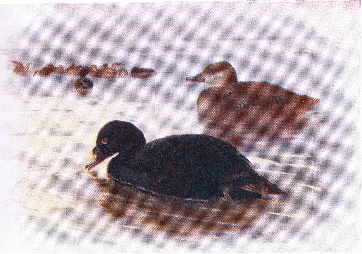 Almindelig Scor af Archibald Thorburn