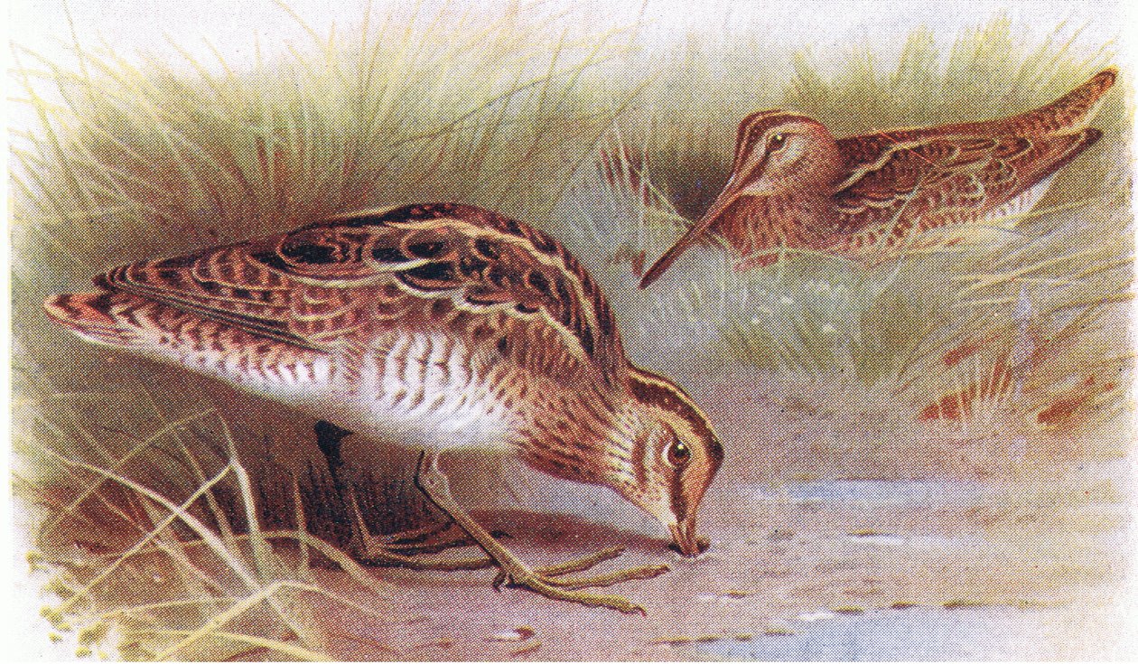 Almindelig Snipe, fra Birds of the British Isles and their Eggs udgivet af Frederick Warne & Co Ltd, 1958 af Archibald Thorburn