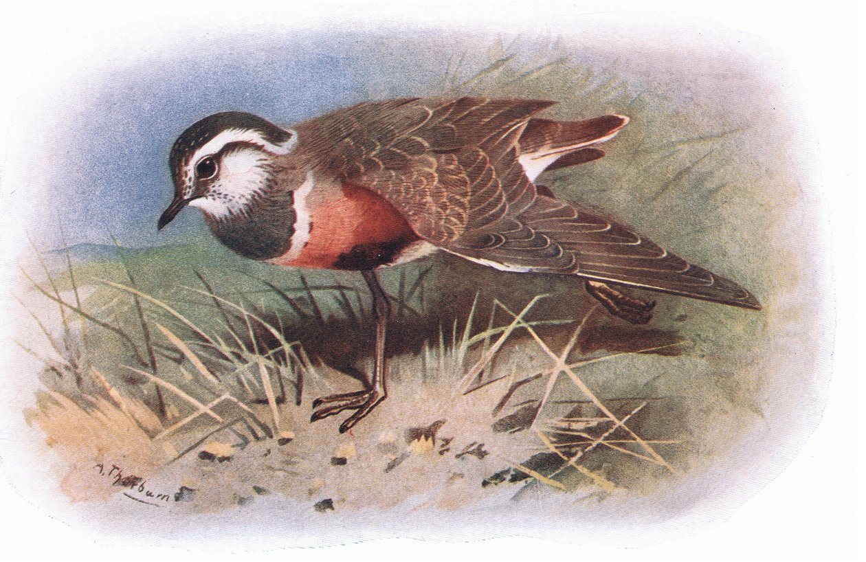 Dotterell, fra British Birds udgivet af Longmans, 1932 af Archibald Thorburn