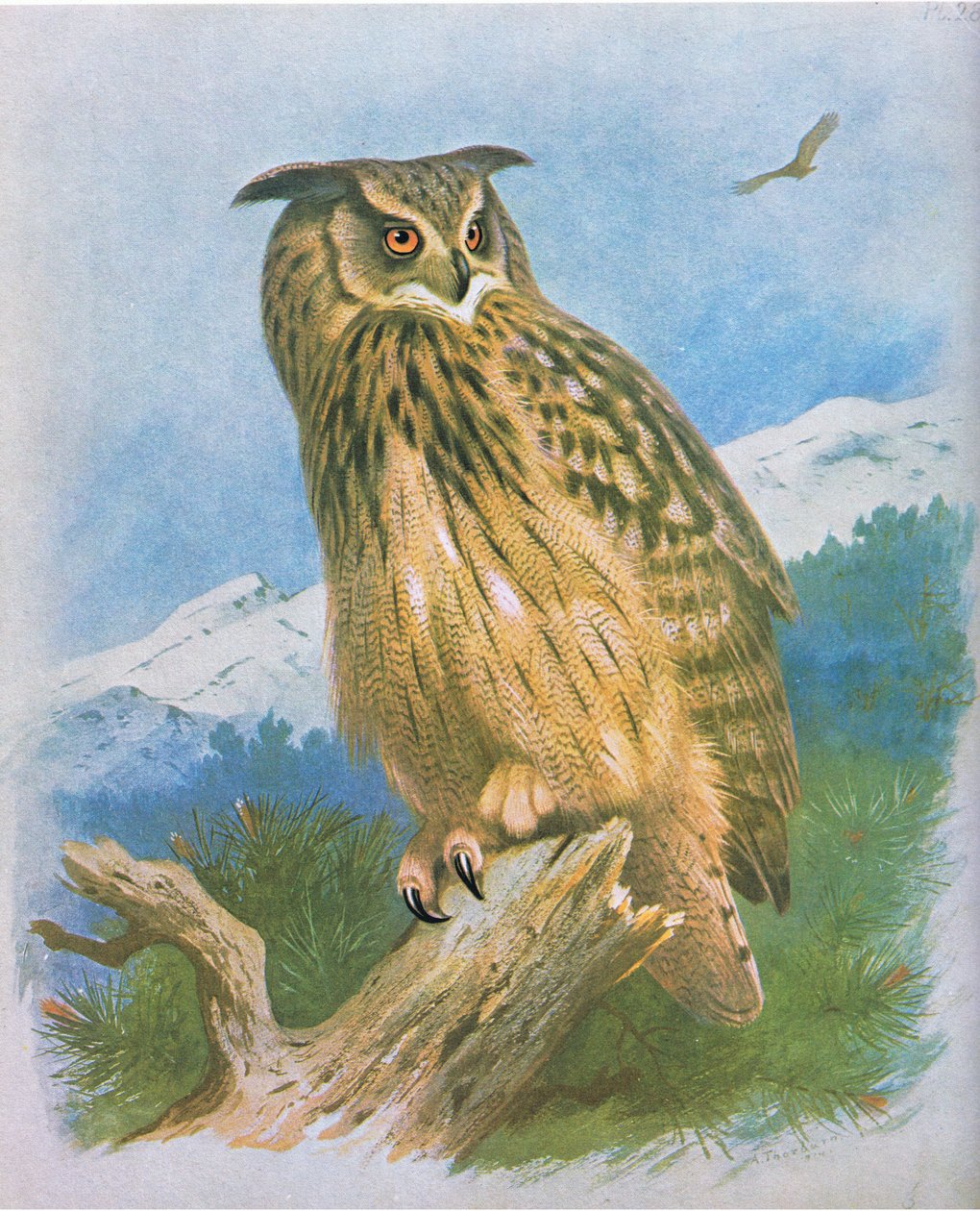 Ørneugle, pub. af Book Club Associates, 1972 af Archibald Thorburn