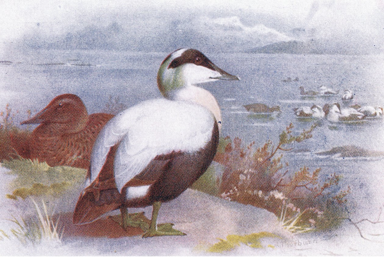 Edderfugl af Archibald Thorburn