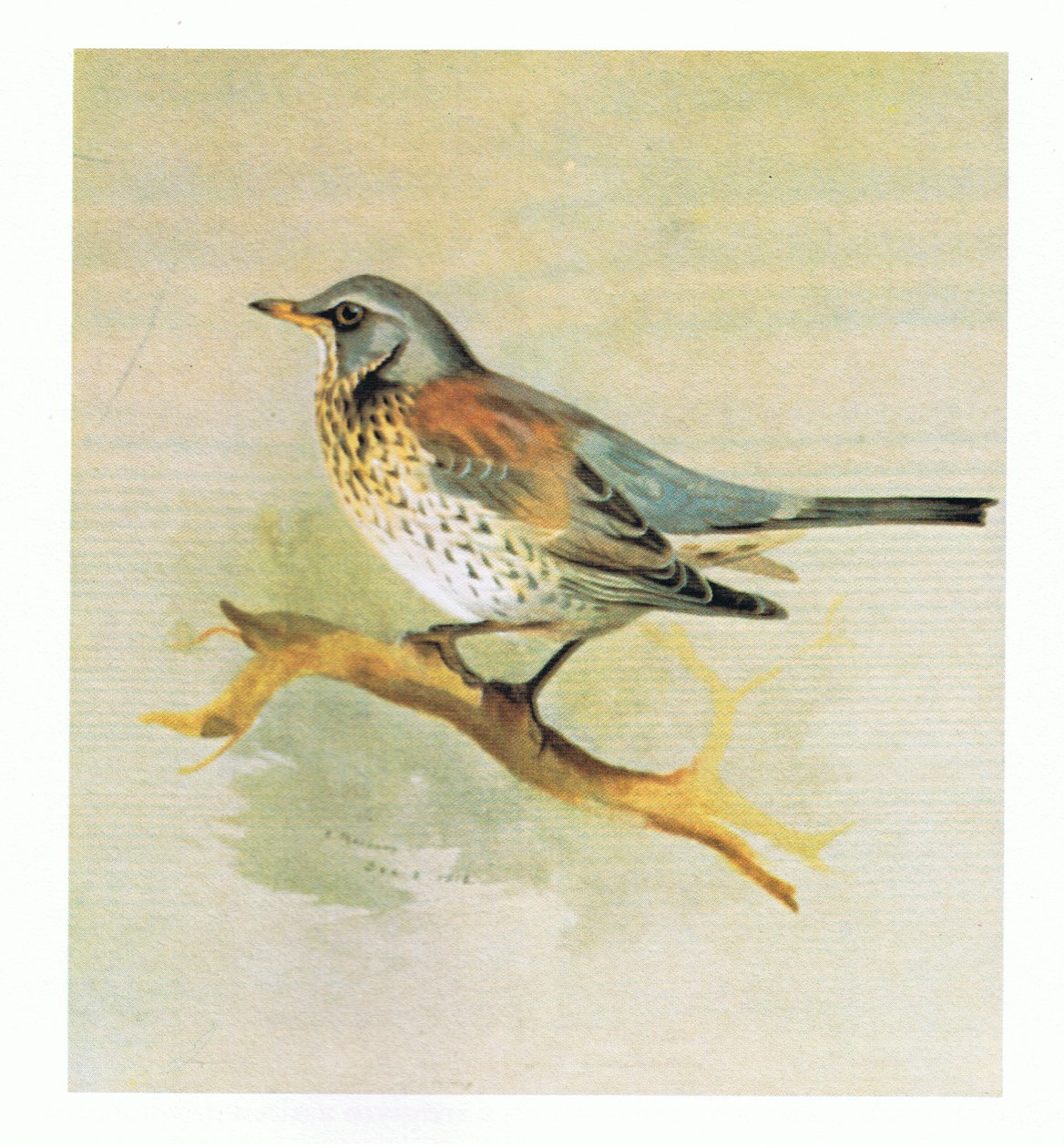 Markfart, pub. af Book Club Associates, 1972 af Archibald Thorburn