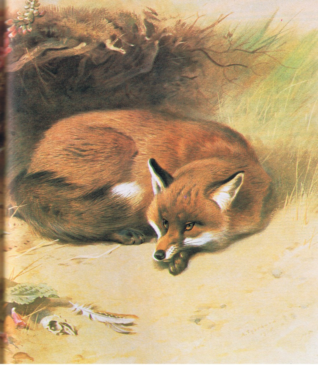 Fox, pub. af Book Club Associates, 1972 af Archibald Thorburn