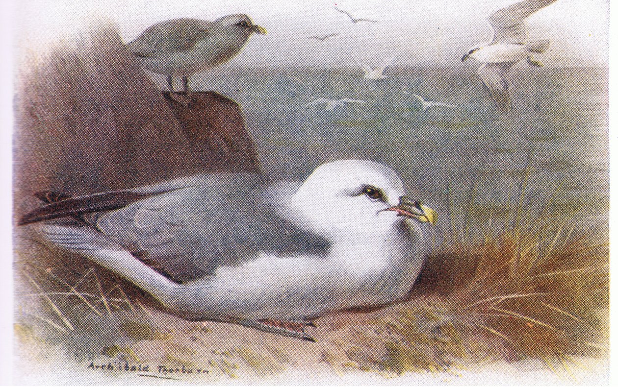 Fulmar af Archibald Thorburn