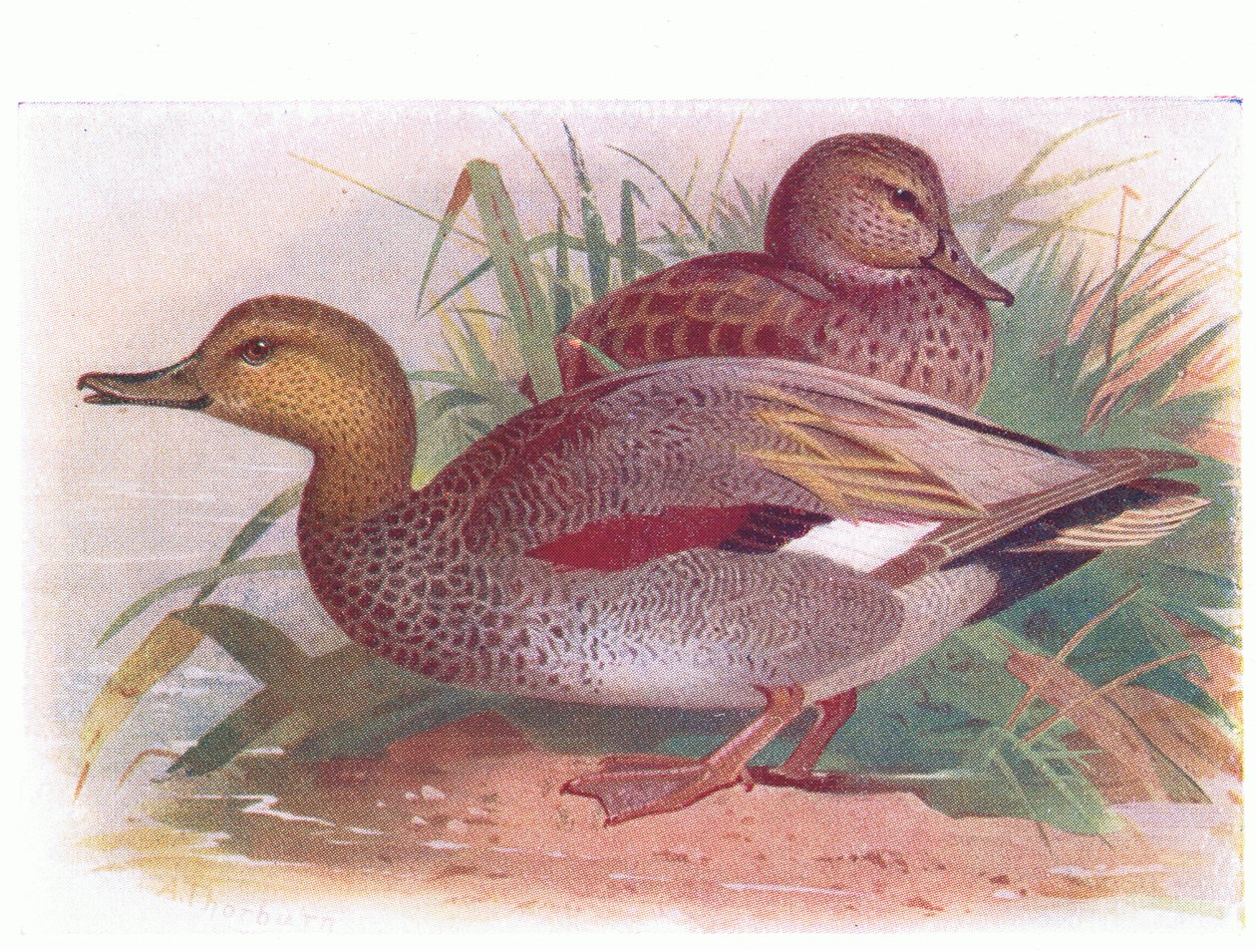 Gadwall af Archibald Thorburn