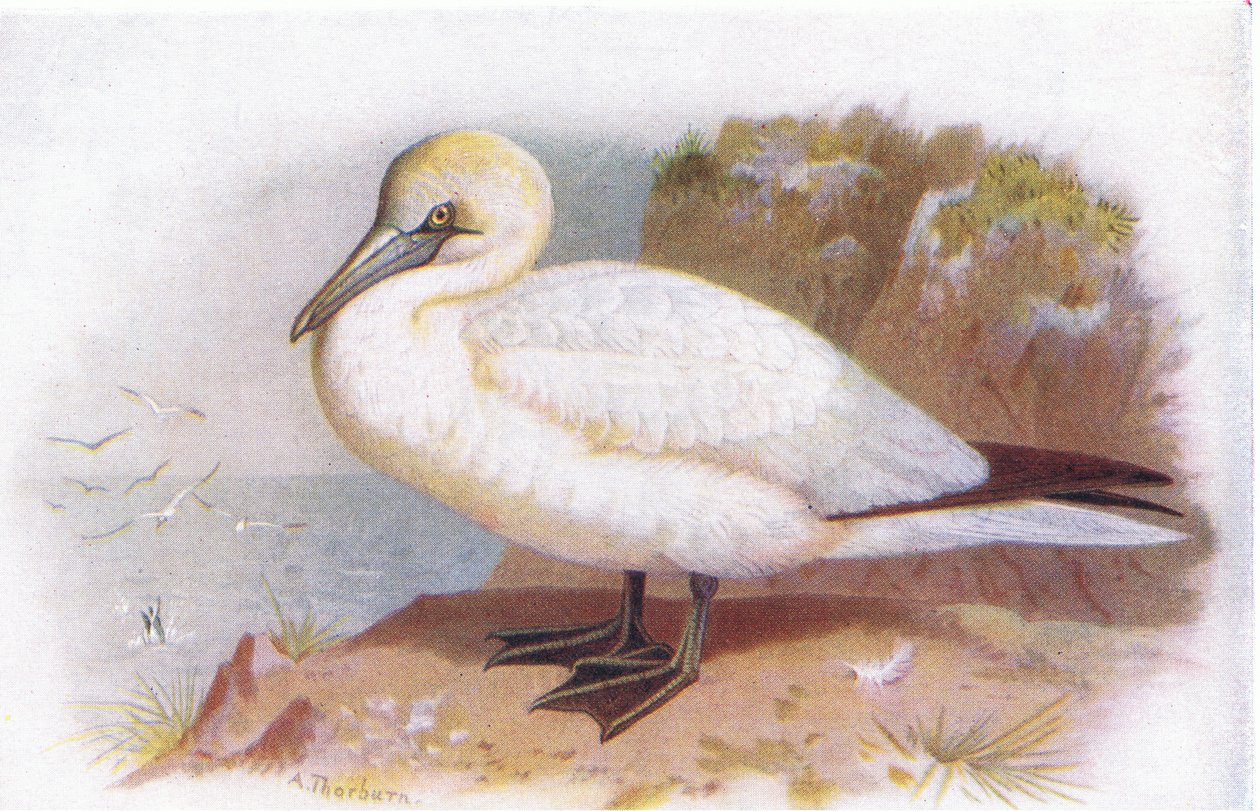 Sule af Archibald Thorburn