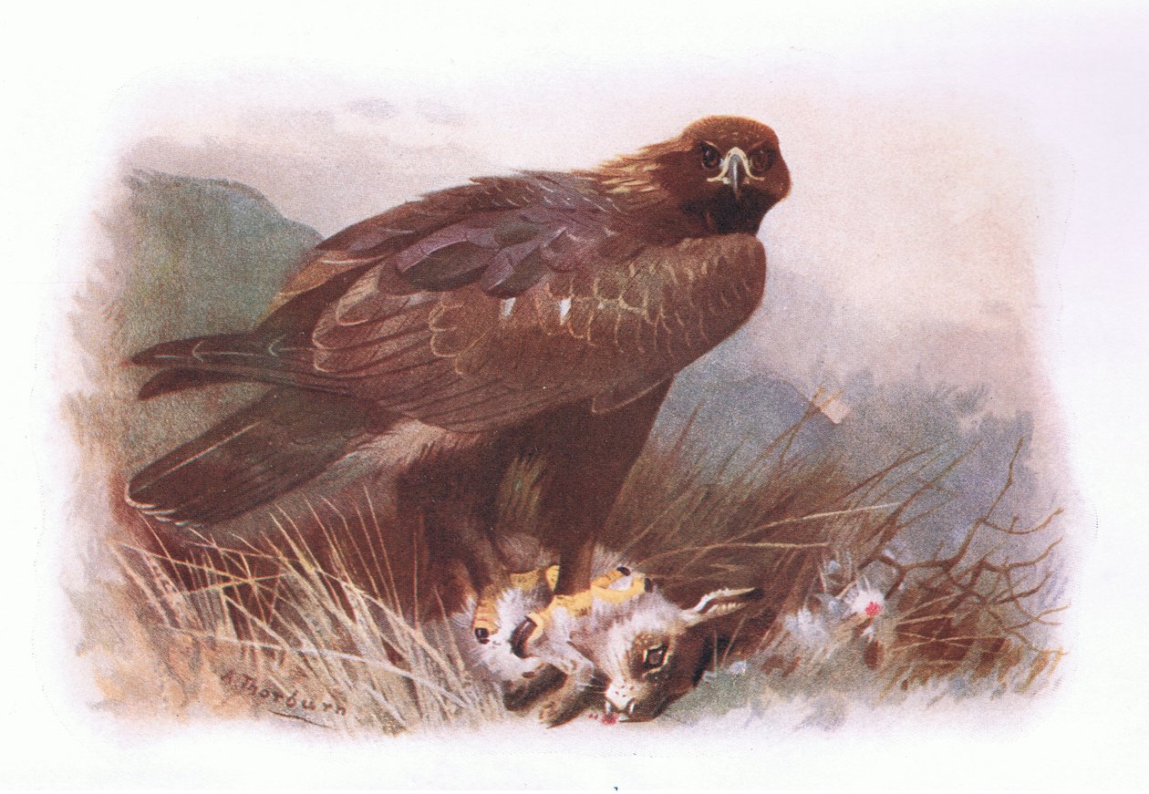 Golden Eagle, fra British Birds udgivet af Longmans, 1932 af Archibald Thorburn