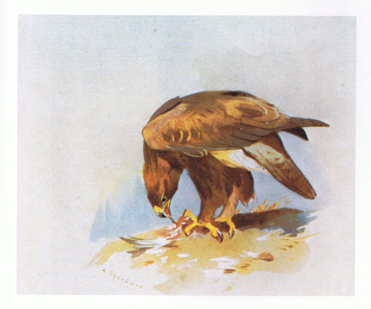 Golden Eagle studier, pub. af Book Club Associates, 1972 af Archibald Thorburn