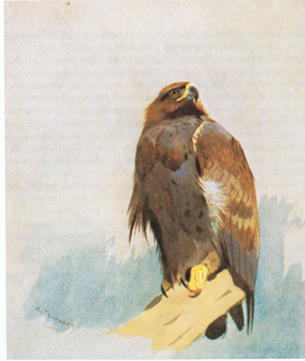 Golden Eagle studier, pub. af Book Club Associates, 1972 af Archibald Thorburn