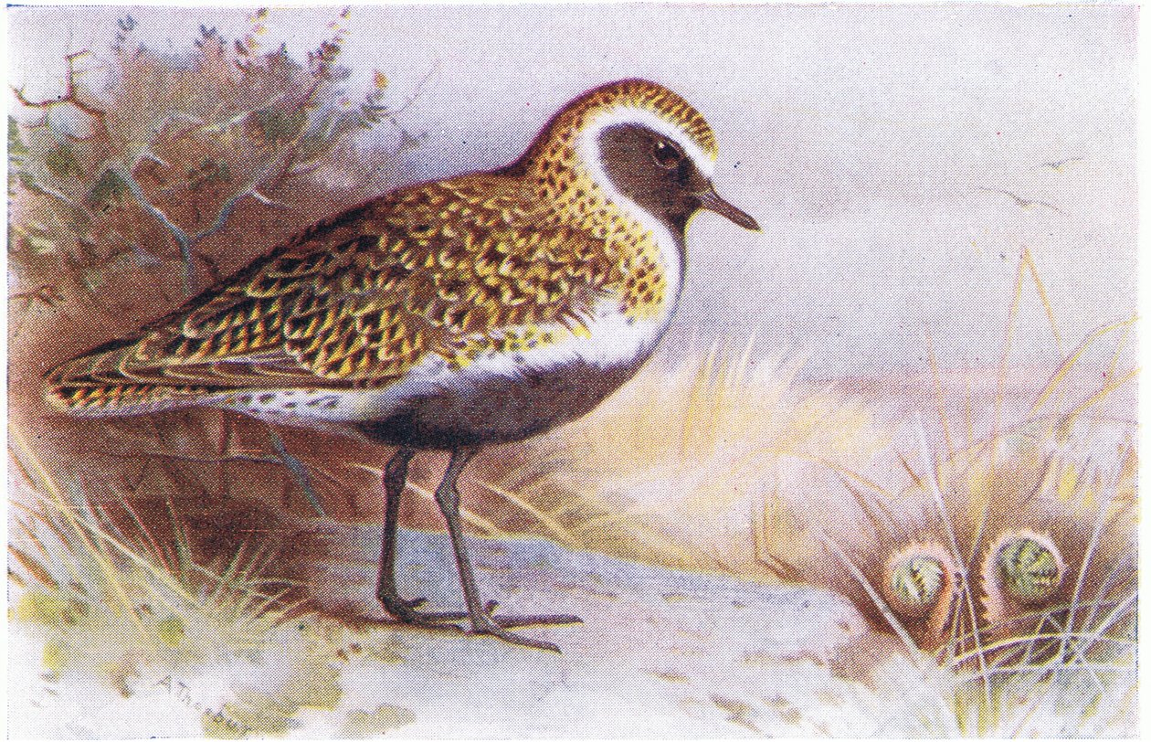 Golden Plover, fra Birds of the British Isles and Their Eggs udgivet af Frederick Warne & Co Ltd, 1958 af Archibald Thorburn