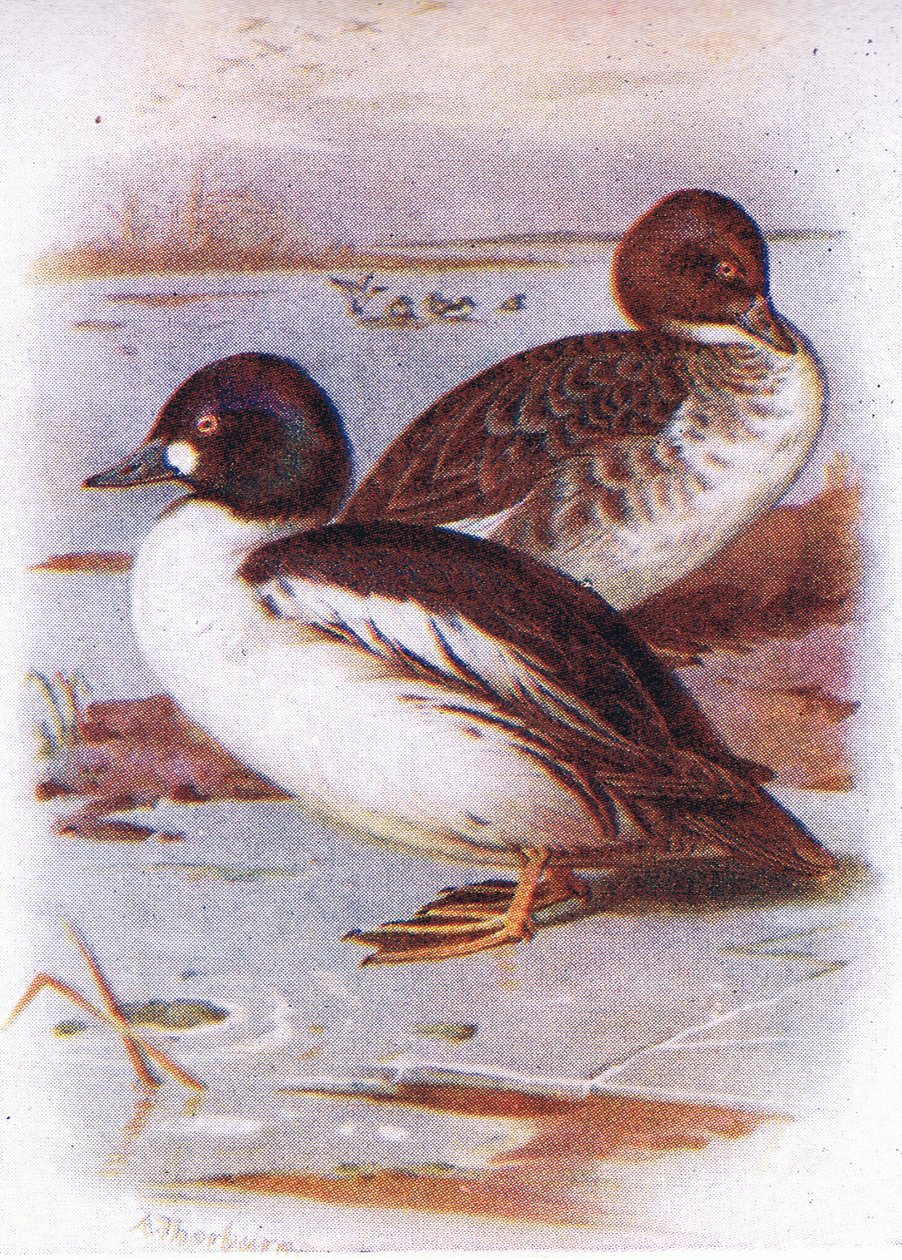 Guldøje af Archibald Thorburn