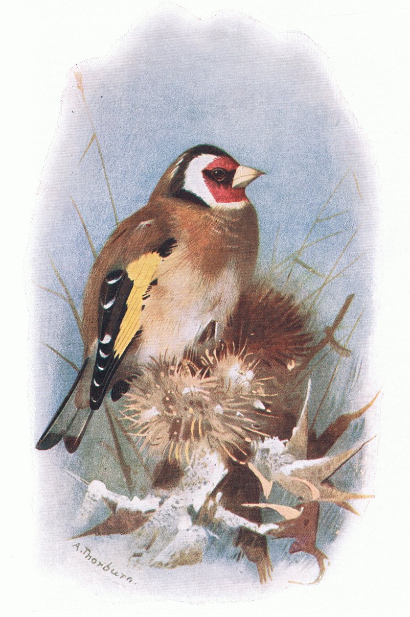 Goldfinch, fra British Birds udgivet af Longmans, 1932 af Archibald Thorburn