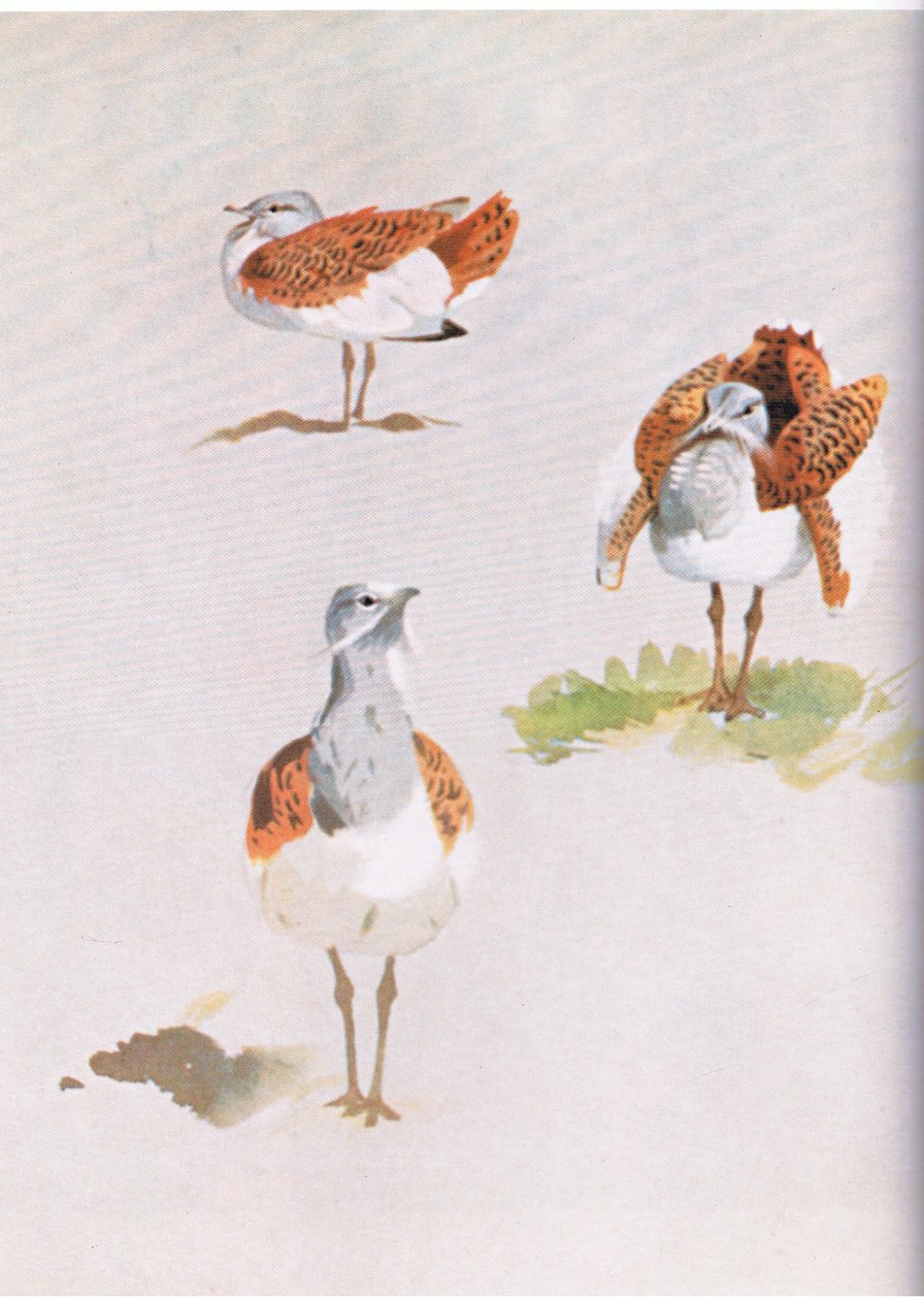 Great Bustard, pub. af Book Club Associates, 1972 af Archibald Thorburn