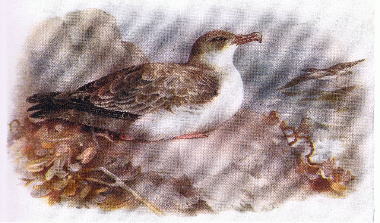 Great Shearwater af Archibald Thorburn