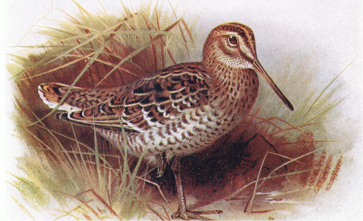 Great Snipe, fra Birds of the British Isles and Their Eggs udgivet af Frederick Warne & Co Ltd, 1958 af Archibald Thorburn