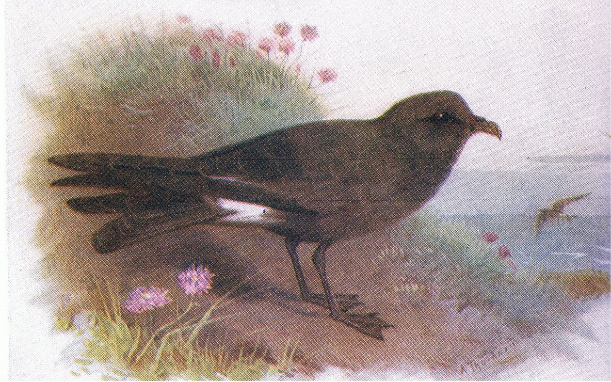 Leachs Petrel af Archibald Thorburn