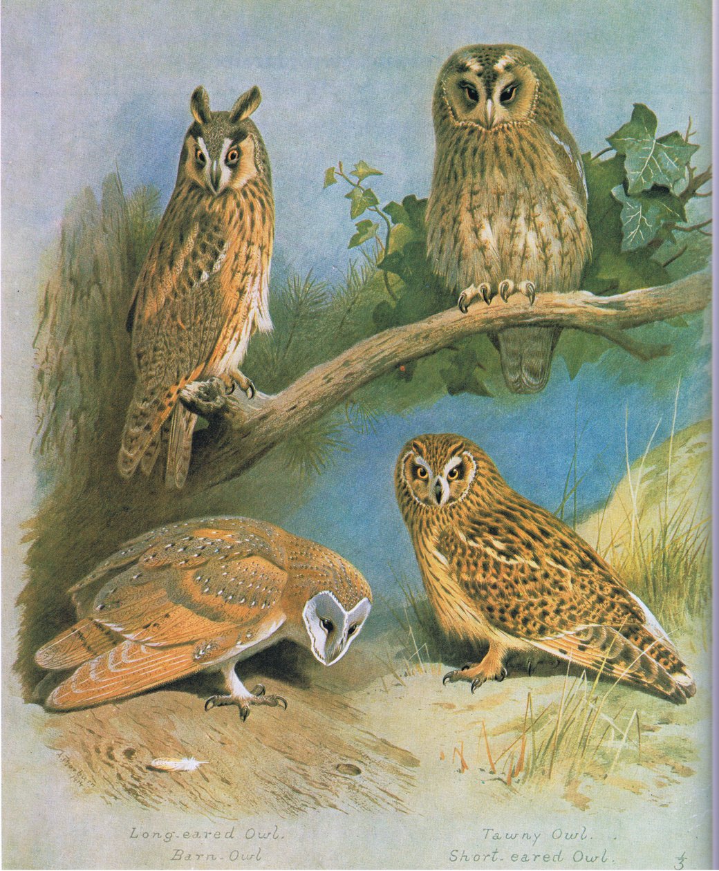 Langøreugle, Kirkeugle, Tawny Owl, Short Eared Owl, pub. af Book Club Associates, 1972 af Archibald Thorburn