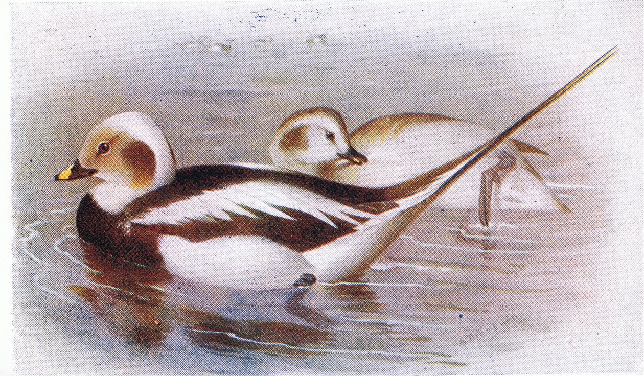 Langhalet and af Archibald Thorburn